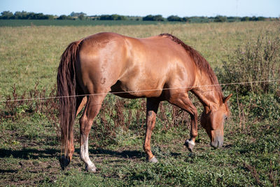 Horse grazing in a field