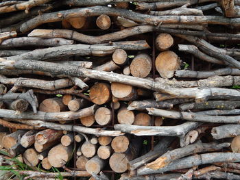 Stack of logs in forest