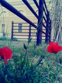 Close up of red flowers