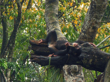 Monkey on tree trunk in forest