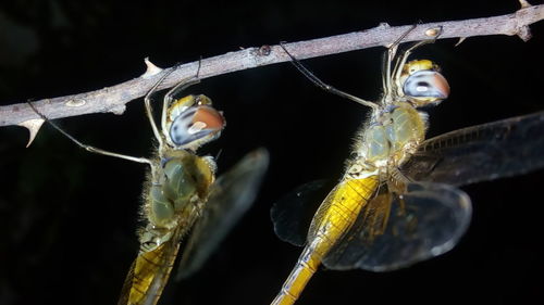 Close-up of insect on black background