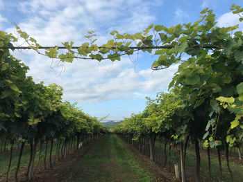 View of vineyard against sky