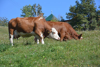 Cows in a field