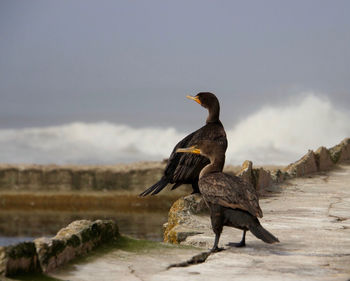 Birds perching on a rock