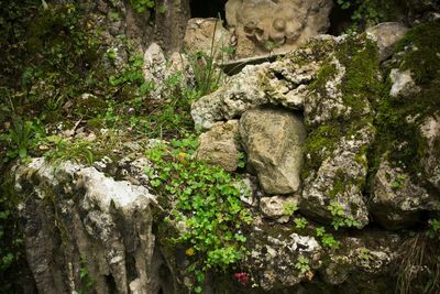 Moss growing on rock