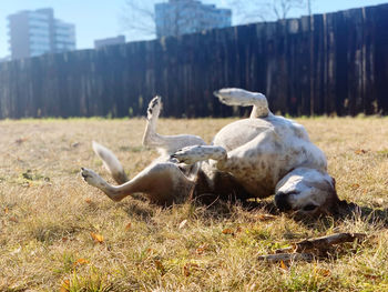 High angle view of dog on field