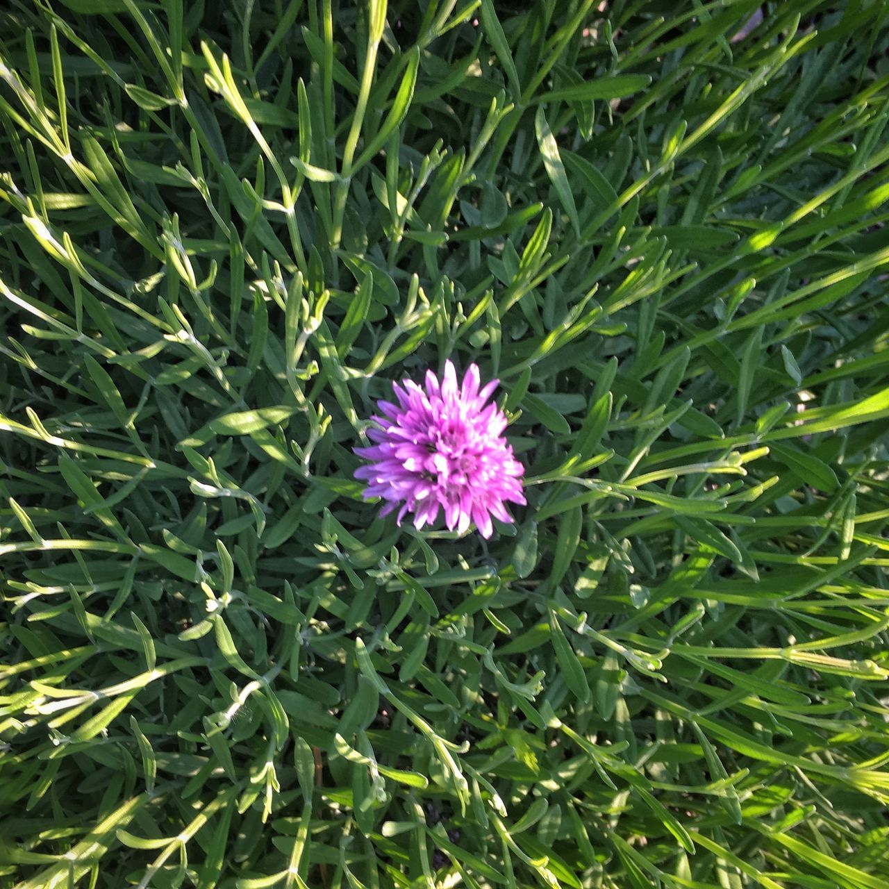 CLOSE-UP OF PINK FLOWER ON PLANT IN FIELD