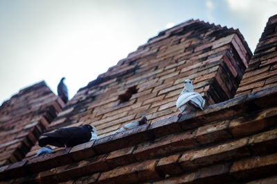 Low angle view of pigeons on roof