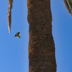 Low angle view of coconut palm tree against clear blue sky