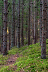 Trees in forest