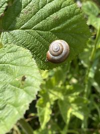Close-up of snail on leaf