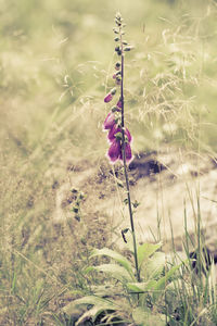 Close-up of purple flowering plant on field