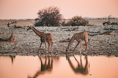 Two giraffes at a watering hole while drinking in ethosha national park, namibia