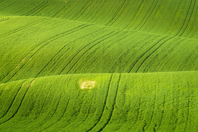 High angle view of corn field