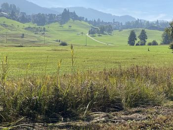 Scenic view of agricultural field