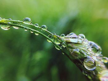 Close-up of water drops on plant during rainy season