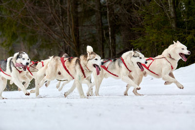 Dogs running on snow covered landscape