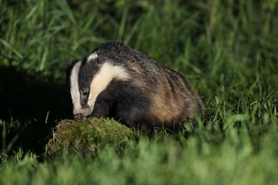 Side view of an animal on field