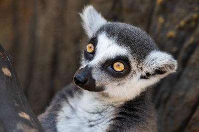 Close-up portrait of a lemur