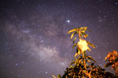 Low angle view of plant against star field at night