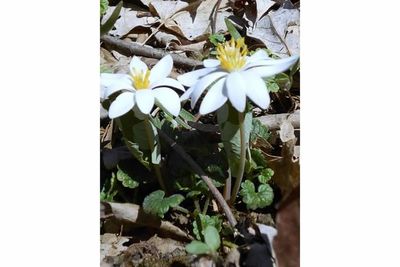 Close-up of white flowers