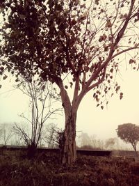 Bare trees on grassy field