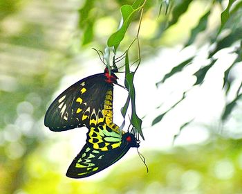 Close-up of butterfly on leaf