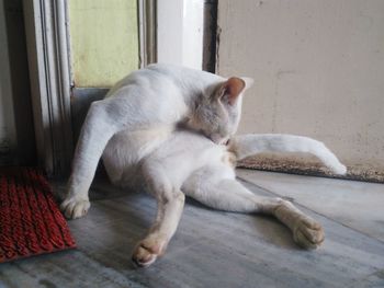 Close-up of white cat relaxing at home