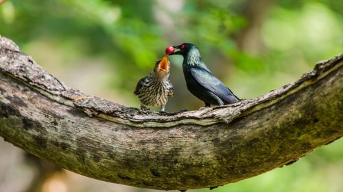 Close-up of bird perching on tree