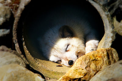 Cute puppy sleeping in old pipe