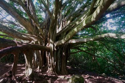 Low angle view of trees in forest