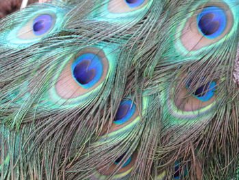 Close-up of peacock