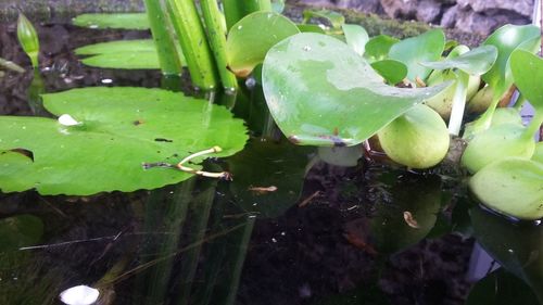 High angle view of water drops on leaves floating in lake