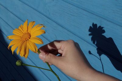 Cropped image of hand holding yellow flower on blue table