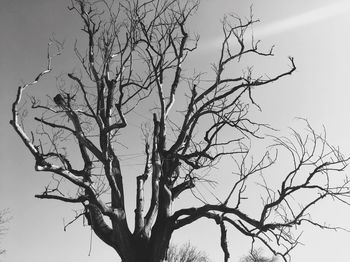 Low angle view of tree against sky