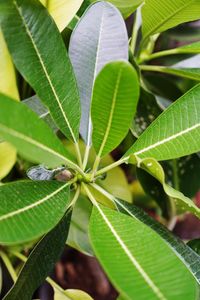 Close-up of insect on leaves