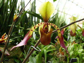 Close-up of flower growing in plant