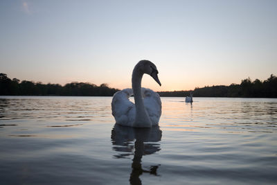 Swan floating on virginia water lake at sunset