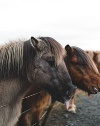 Close-up of a horse on field