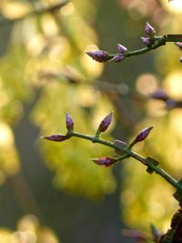 Close-up of grasshopper on flower