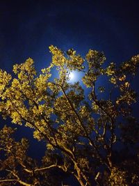 Low angle view of flower tree against clear sky