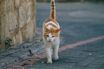 Portrait of cat on footpath