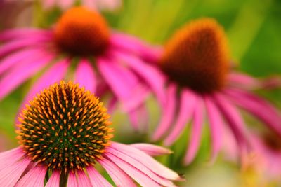 Close-up of pink flower