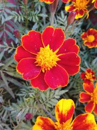 Close-up of red flowering plant