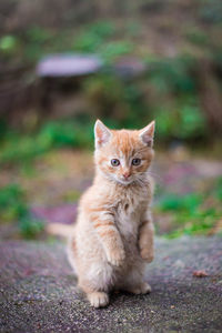 Portrait of cat sitting outdoors