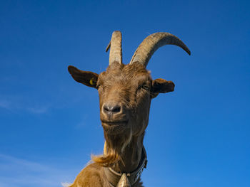 Close-up of a goat in the alps