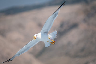 Seagull flying in a bird