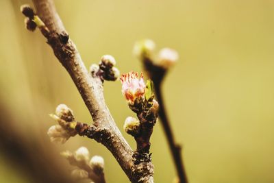 Close-up of flower buds on tree