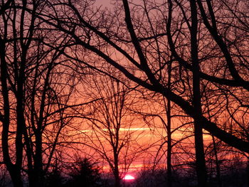 Low angle view of silhouette trees against sky during sunset