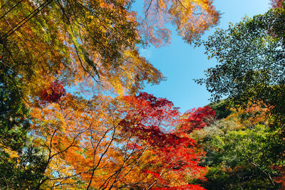 Low angle view of autumnal trees against sky